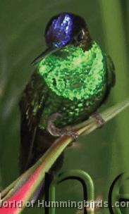 Hummingbird Garden Catalog: Violet-Fronted Brilliant